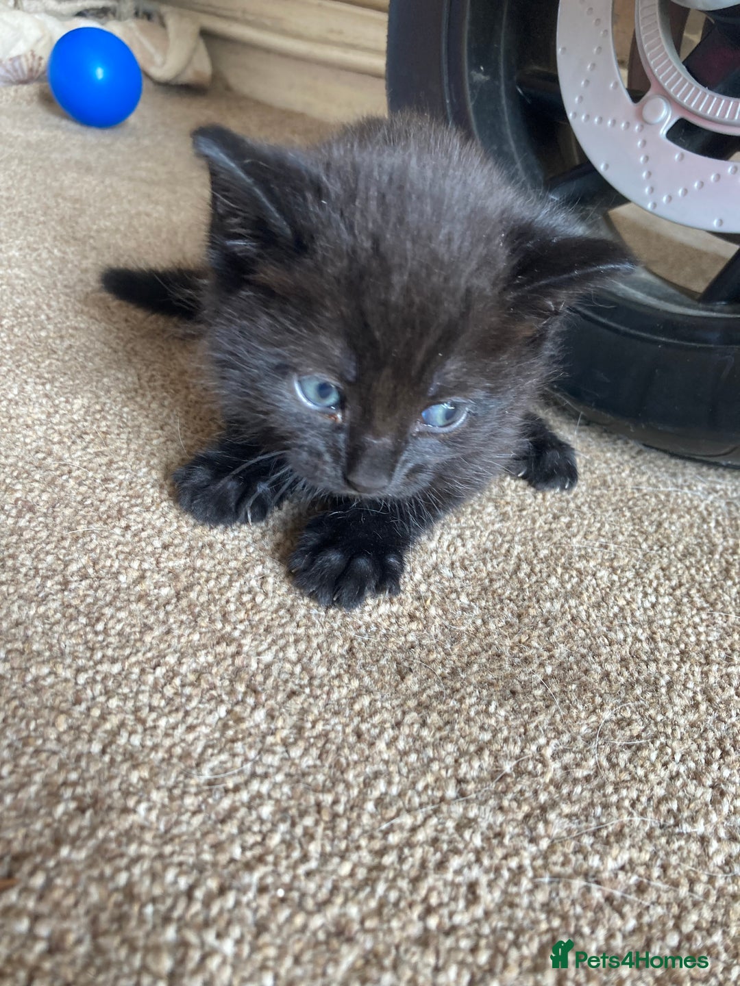 Maine Coon cats for sale: Maine coon x  - Image 5