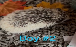 Pygmy Hedgehog rodents for sale: Male and female Pygmy hedgehogs ready to reserve - Image 8
