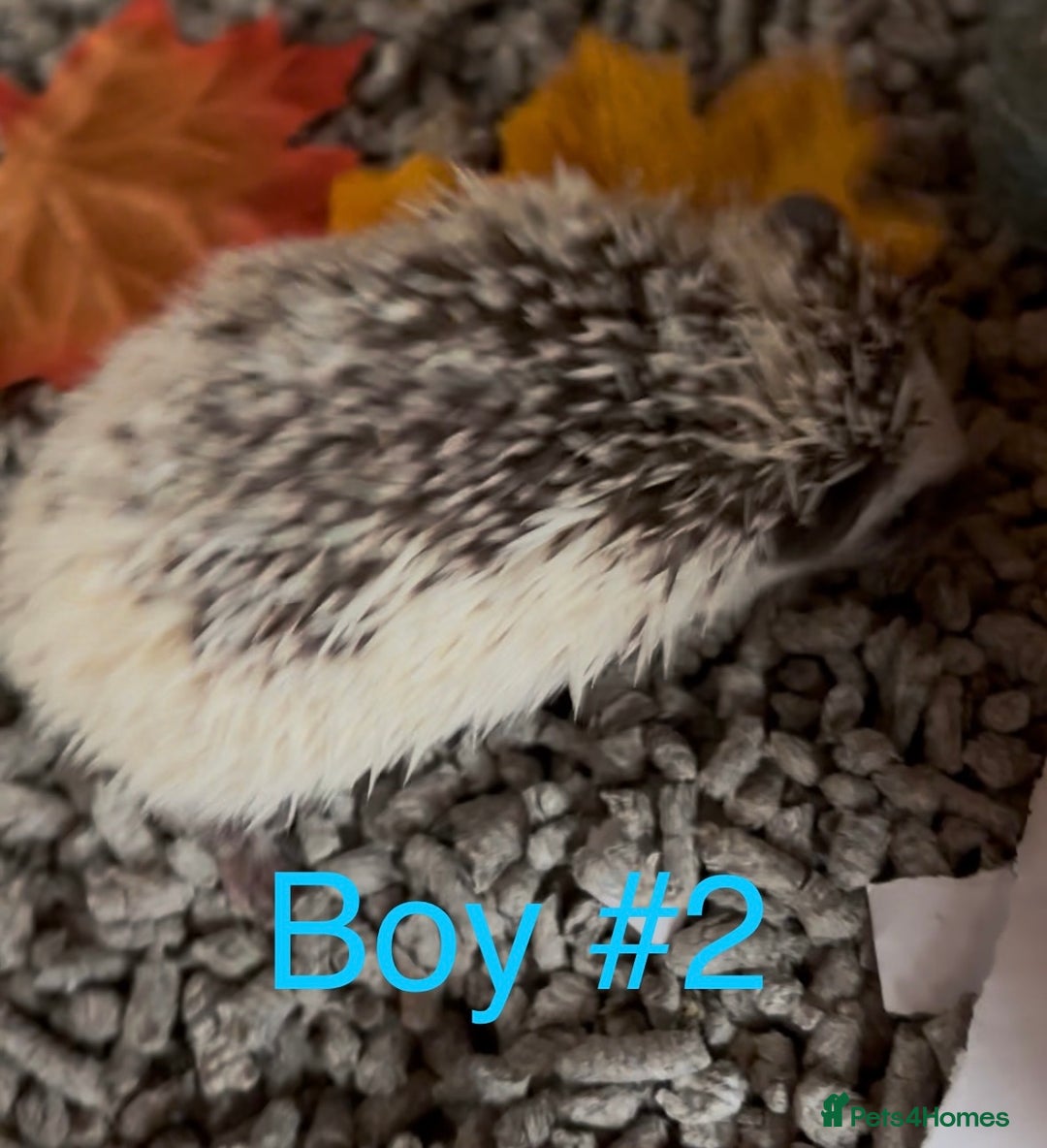Pygmy Hedgehog rodents for sale: Male and female Pygmy hedgehogs ready to reserve - Image 8