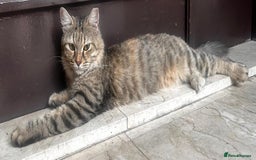 Mixed Breed cats for adoption: PERSE - ADORABLE BEAUTIFUL SEMI LONG HAIR SPAYED - Image 2