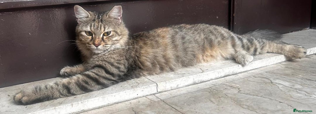 Mixed Breed cats for adoption: PERSE - ADORABLE BEAUTIFUL SEMI LONG HAIR SPAYED - Image 2