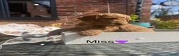 Mini Goldendoodle dogs for sale: Outstanding Goldendoodle puppies  in Whitchurch - Advert 13