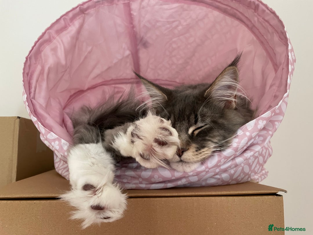 Maine Coon cats for stud: Champion Blue silver Maine Coon TICA GCCF Pedigree in Irvine - Advert 6