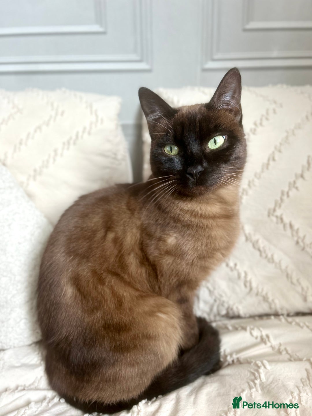 Bengal cats for sale: Female Melanistic Bengal - Image 3