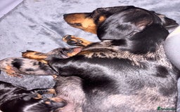 Miniature Dachshund dogs for sale: Stunning Miniature Dachsund pups available  - Image 2