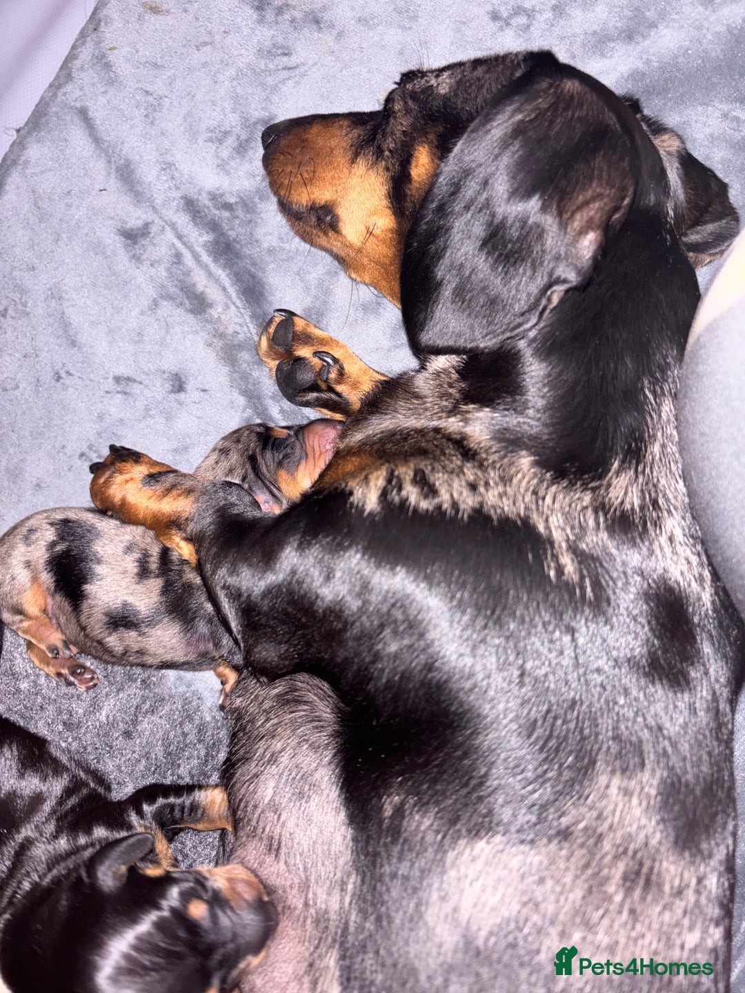 Miniature Dachshund dogs for sale: Stunning Miniature Dachsund pups available  - Image 2