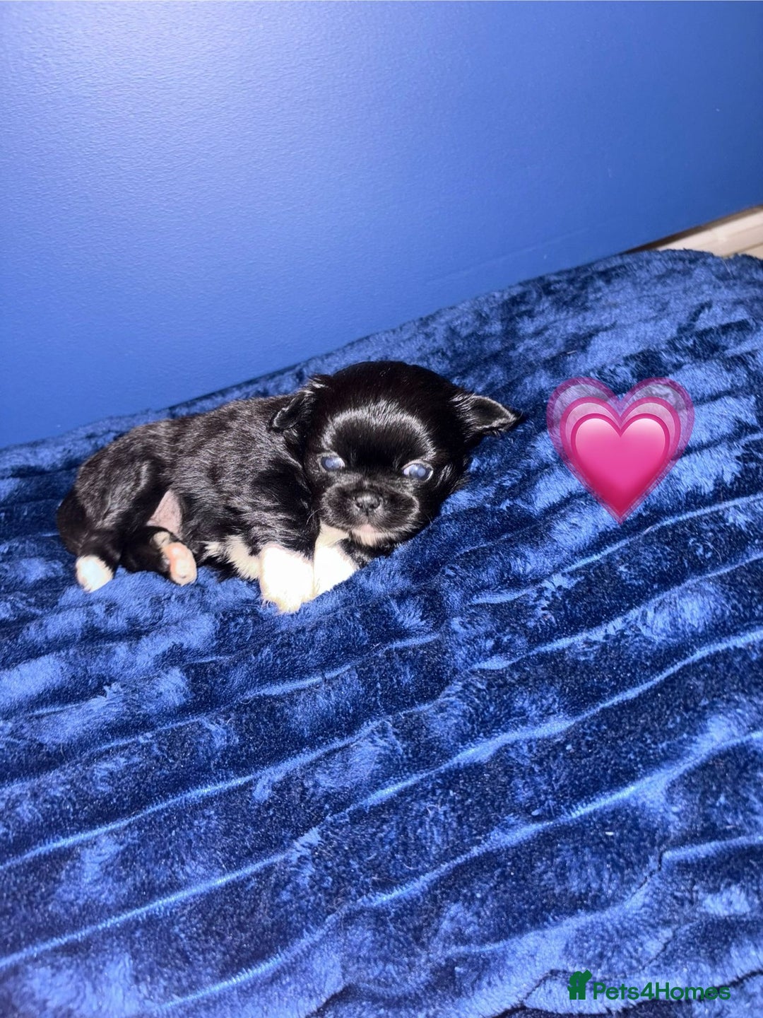 Pekingese dogs for sale: Adorable Pekingese puppies - Advert 2