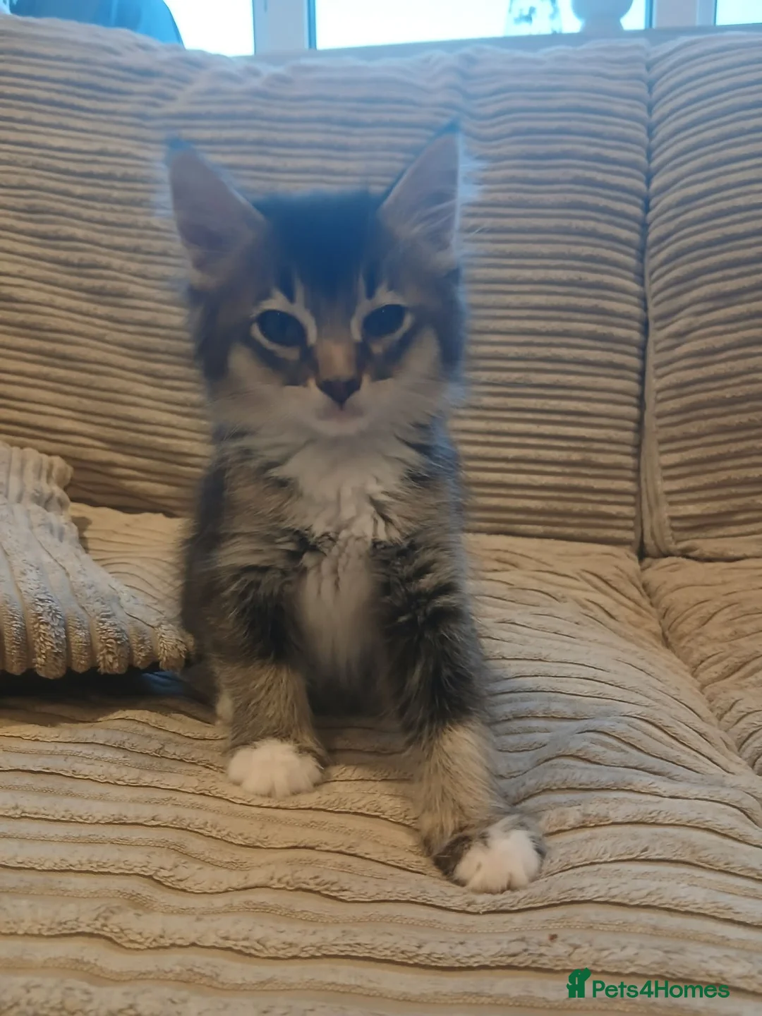 Ragdoll cats for sale: Kitten - Advert 2