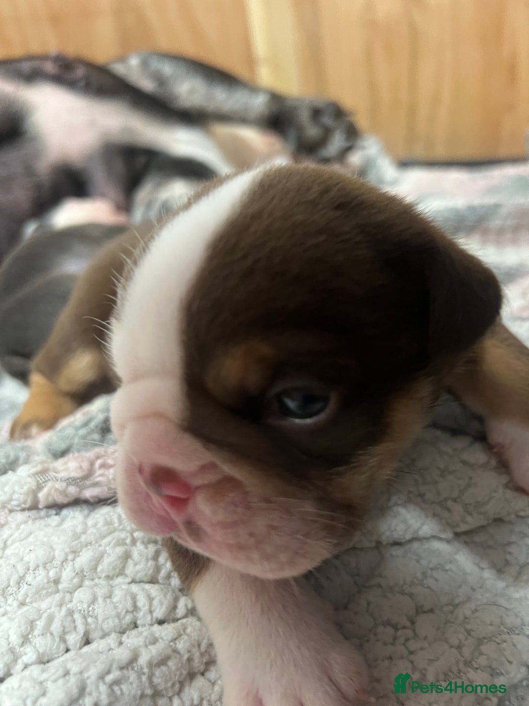 English Bulldog dogs for sale: Beautiful English bulldogs for sale 2 left - Image 11