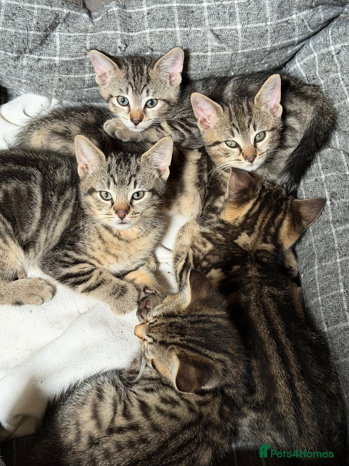 Mixed Breed cats Beautiful kittens available  - Advert 1