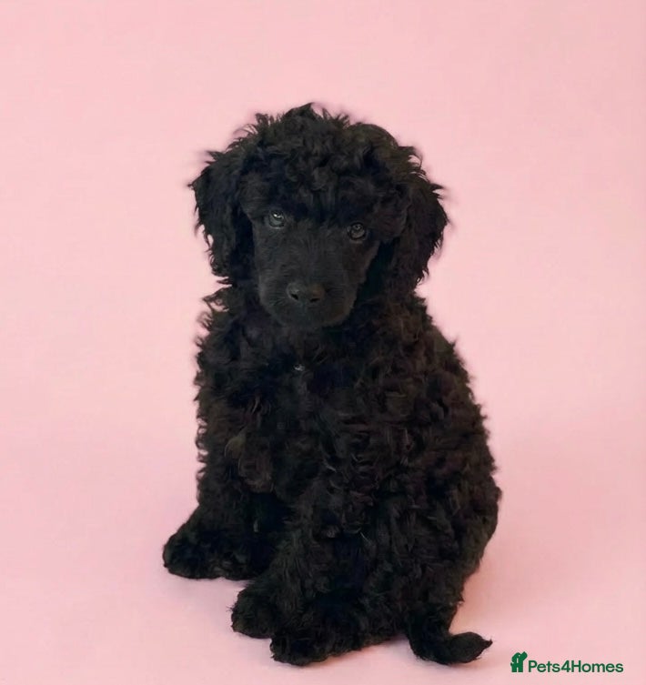 Miniature Poodle dogs Beautiful health tested miniature poodles  - Advert 9