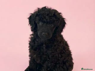 Miniature Poodle dogs Beautiful health tested miniature poodles - Advert 9