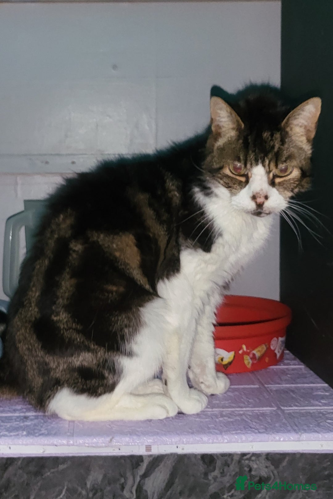 Mixed Breed cats for sale: Beautiful cats  - Advert 1