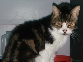 Mixed Breed cats Beautiful cats - Advert 9