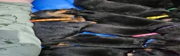 Rottweiler dogs for sale: Last male rottweiler pup need forever homes - Advert 10