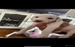 Mixed Breed dogs for sale: adorable Lurcher puppies - Image 10
