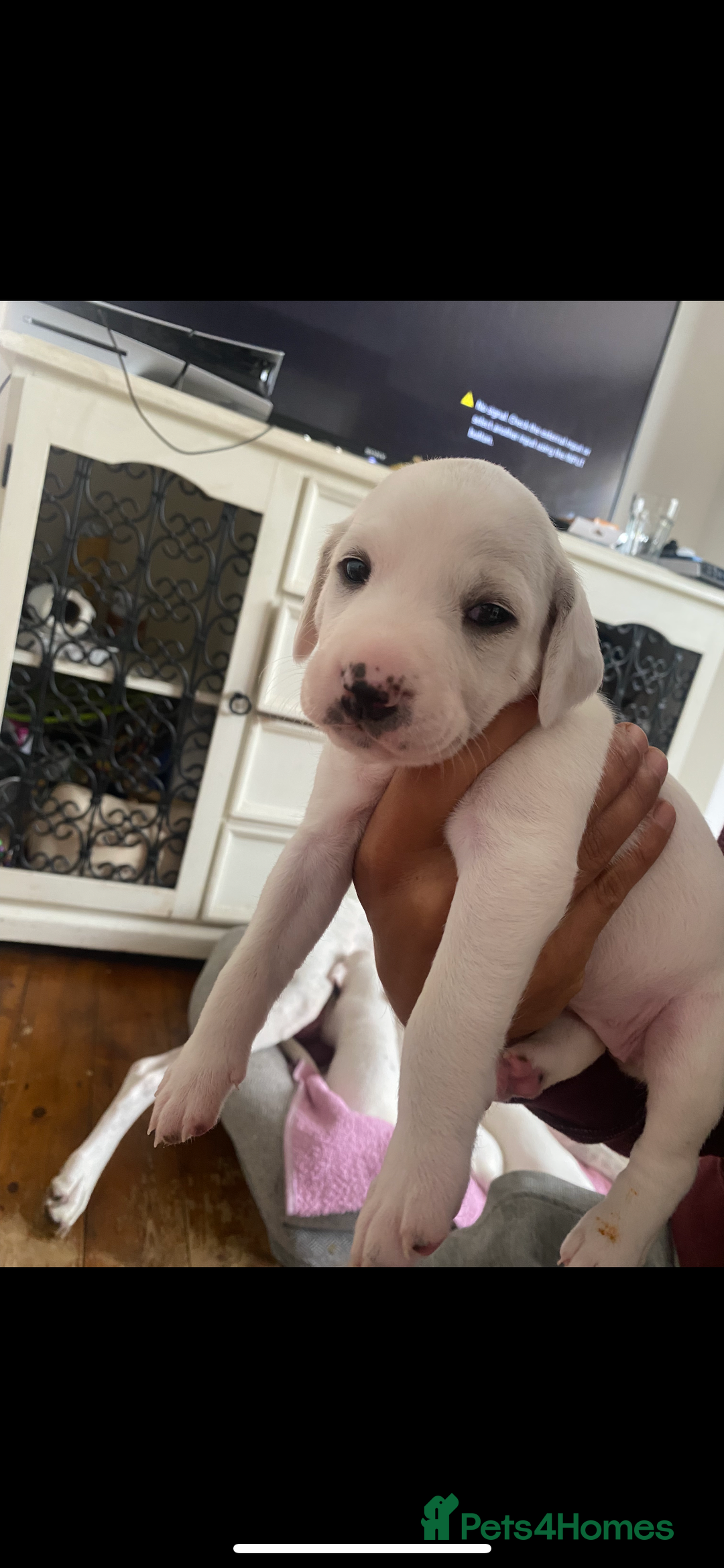 Mixed Breed dogs for sale: adorable Lurcher puppies - Image 10