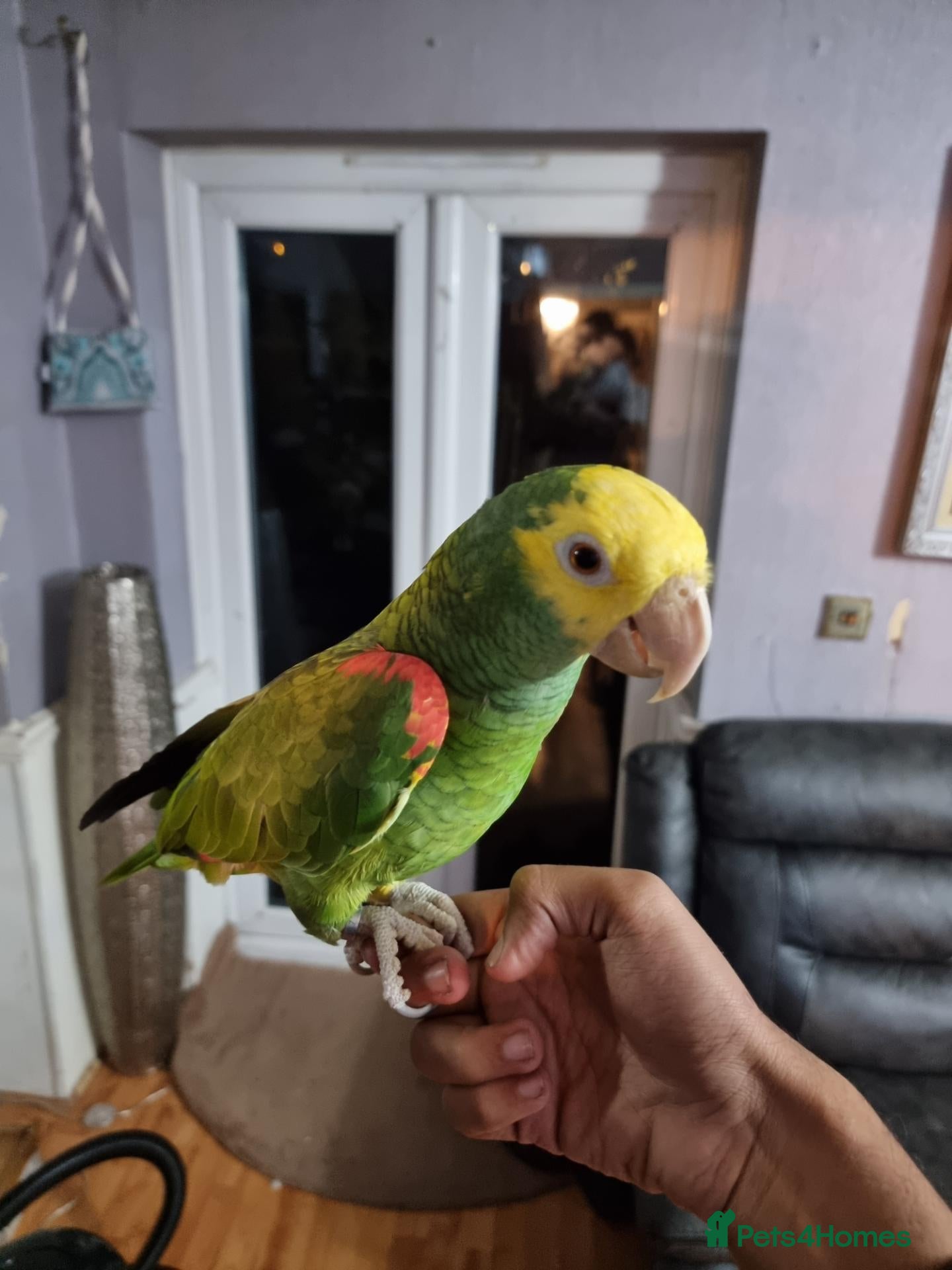 Parrots birds Double yellow headed amazon - Advert 3
