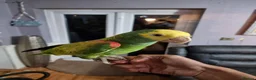 Parrots birds for sale: Double yellow headed amazon - Advert 5
