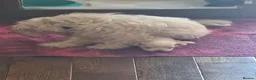 Maltese dogs for sale: EXQUISITE 5STAR TOY MINIATURE KOREAN MALTESE PUPPY - Advert 20