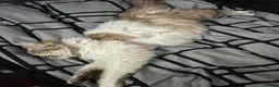 Ragdoll cats for sale: Ragdoll kittens 8 weeks old.  - Advert 2