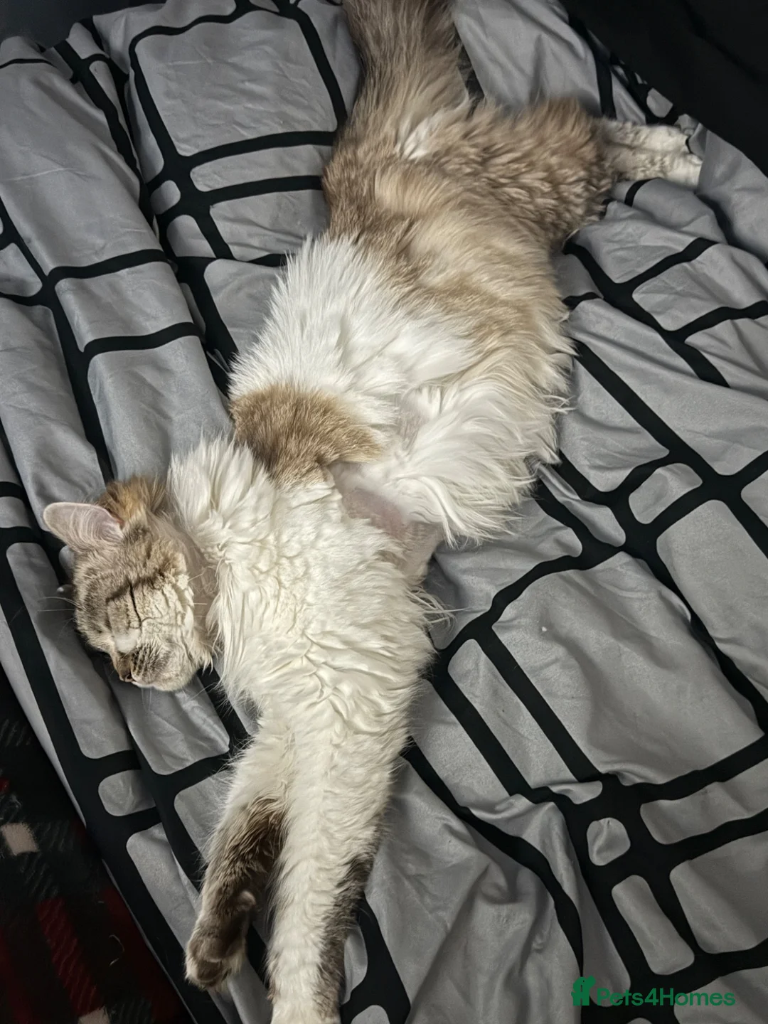Ragdoll cats for sale: Ragdoll kittens 8 weeks old.  - Advert 2