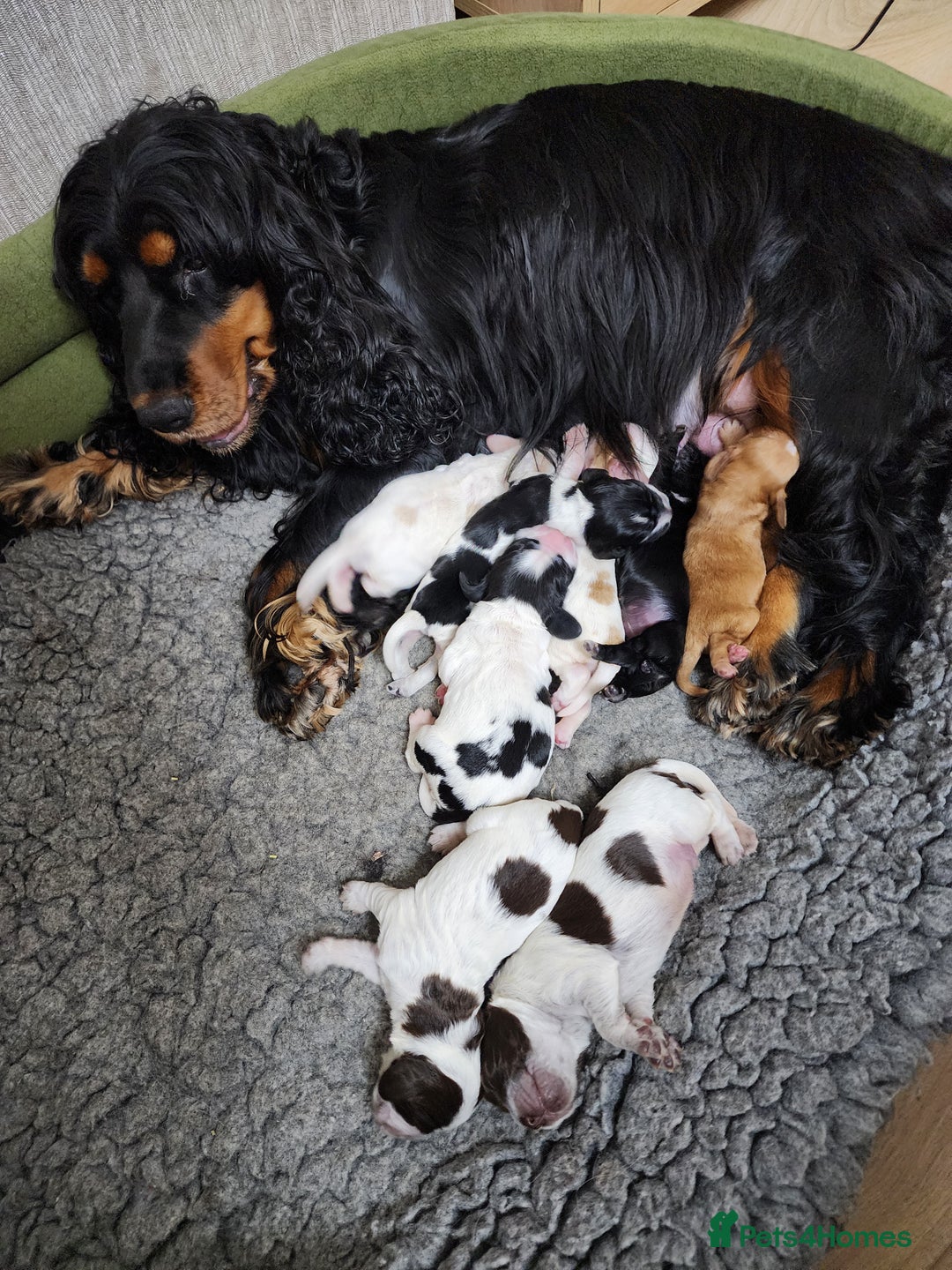 Cocker Spaniel dogs for sale: Show type unique markings cocker spaniel puppies  - Advert 34