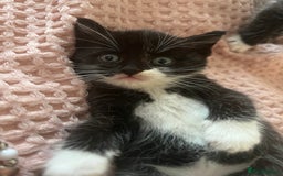 Mixed Breed cats for sale: Black and white Mixed breed kittens - Image 1