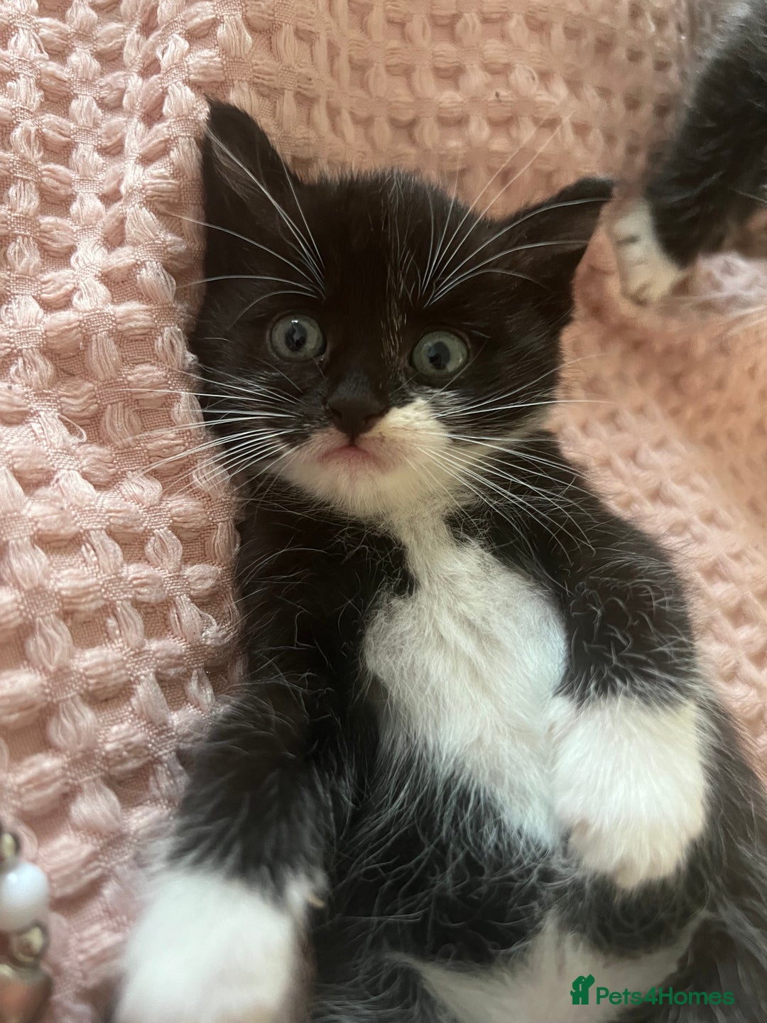 Mixed Breed cats for sale: Black and white Mixed breed kittens - Image 1