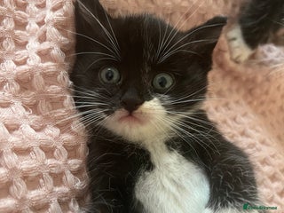 Mixed Breed cats - Advert 13