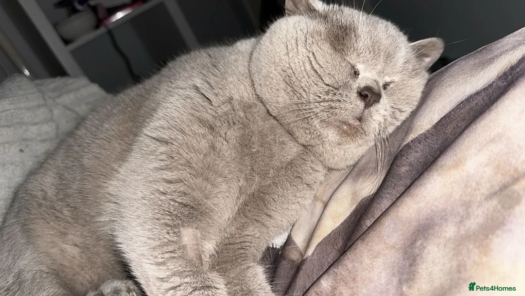 British Shorthair cats for sale: Britishshort hair - Advert 2