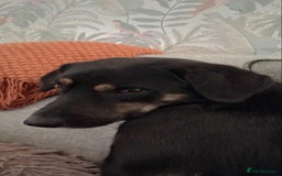 Mixed Breed dogs for adoption: CARA  - Image 10