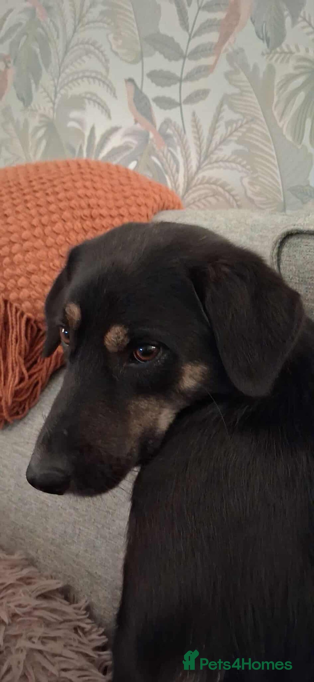 Mixed Breed dogs for adoption: CARA  - Image 10
