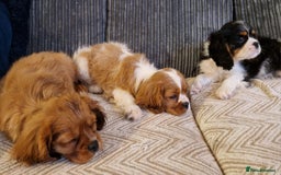 Cavalier King Charles Spaniel dogs for sale: Beautiful King Charles Cavalier Puppies - Image 3