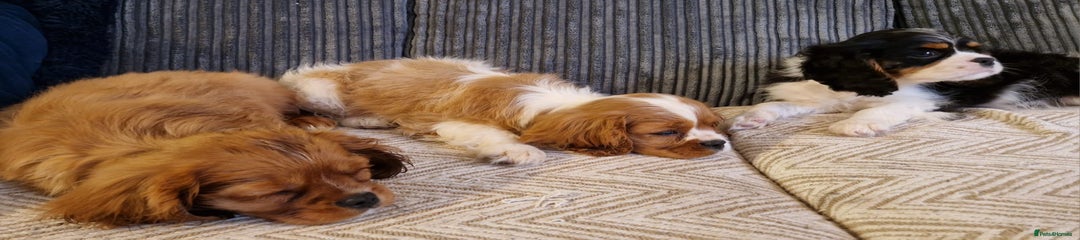 Cavalier King Charles Spaniel Puppy 2