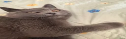 British Shorthair cats for sale: Gorgeous British short hair 5 months old kitten  - Advert 3
