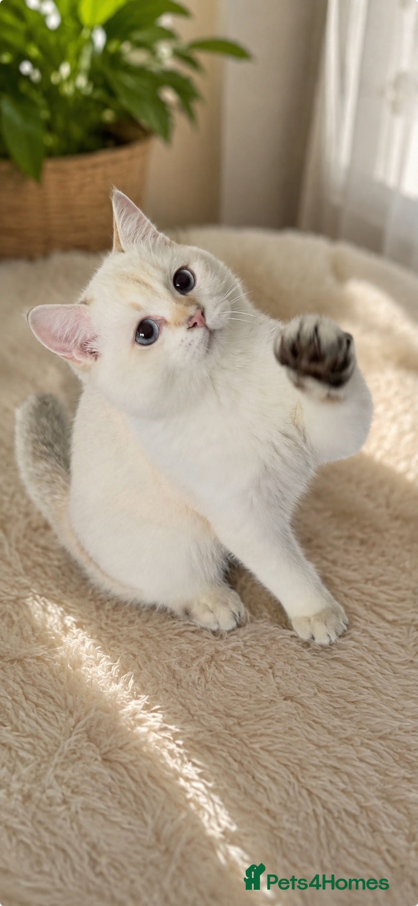 Scottish Fold cats Scottish Straight Chinchilla male  - Advert 2