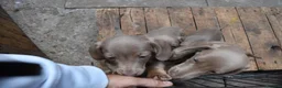 Miniature Dachshund dogs for sale: TRUE miniature dachsaund in Leicester - Advert 22
