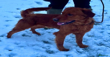 Golden Retriever dogs 💙 Tweed fully health tested golden retriever 💙 in Doncaster - Advert 4