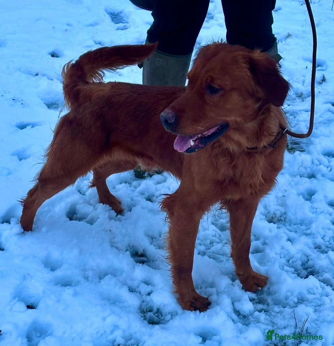 Golden Retriever dogs for stud: 💙 Tweed fully health tested golden retriever 💙 in Doncaster - Advert 3