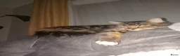 Domestic Shorthair cats for sale: Female cat in Middlesbrough - Advert 8