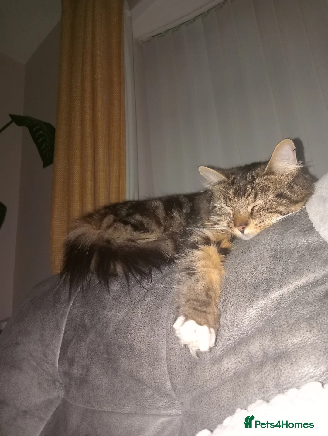 Domestic Shorthair cats for sale: Female cat in Middlesbrough - Advert 8