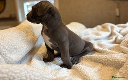 Boerboel dogs for sale: EXCEPTIONAL NABBR REGISTERED PUPPIES!  - Image 13