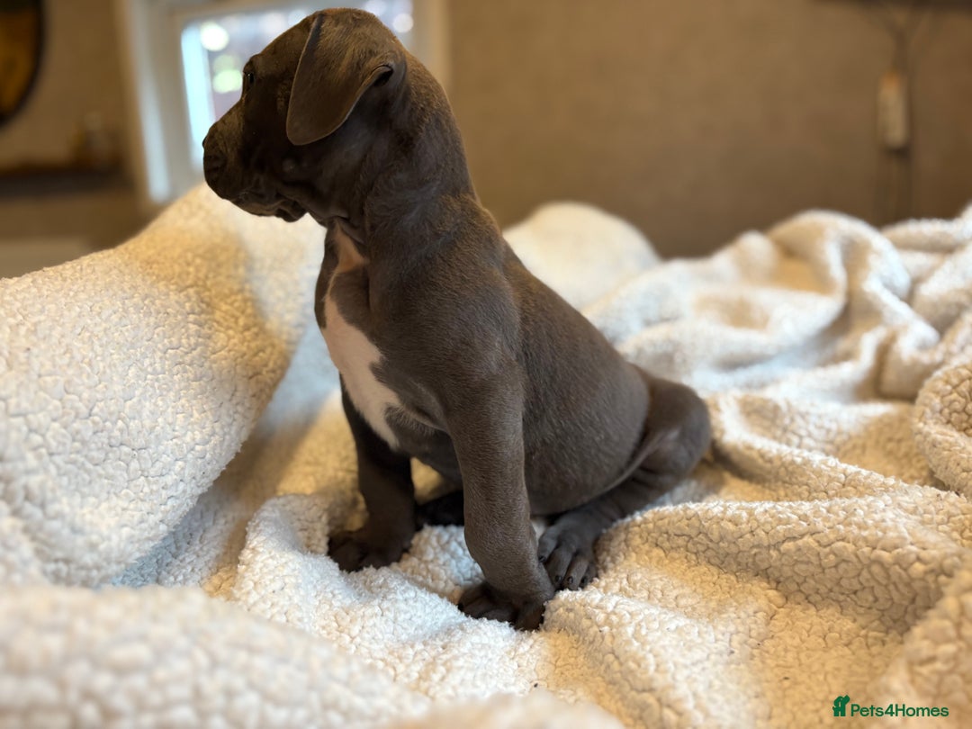 Boerboel dogs for sale: EXCEPTIONAL NABBR REGISTERED PUPPIES!  - Image 13