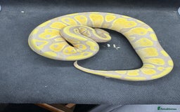 Python Snake reptiles for sale: Royal pythons from £30  - Image 4