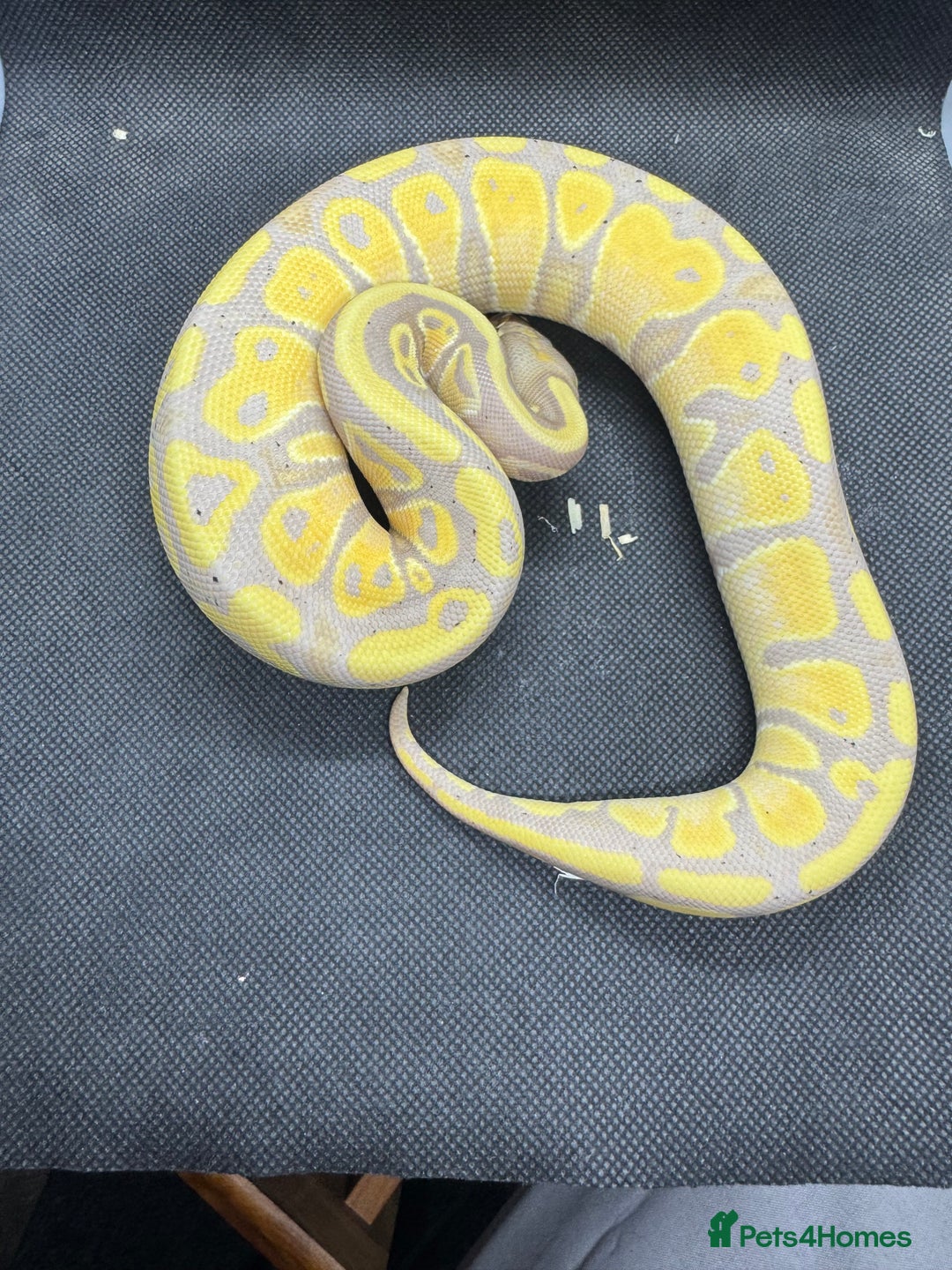 Python Snake reptiles for sale: Royal pythons from £30  - Image 4