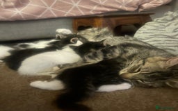 British Longhair cats for sale: Stunning friendly kittens - Image 35