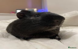 Guinea Pig rodents for sale: Storm ⛈️⛈️ - Image 1
