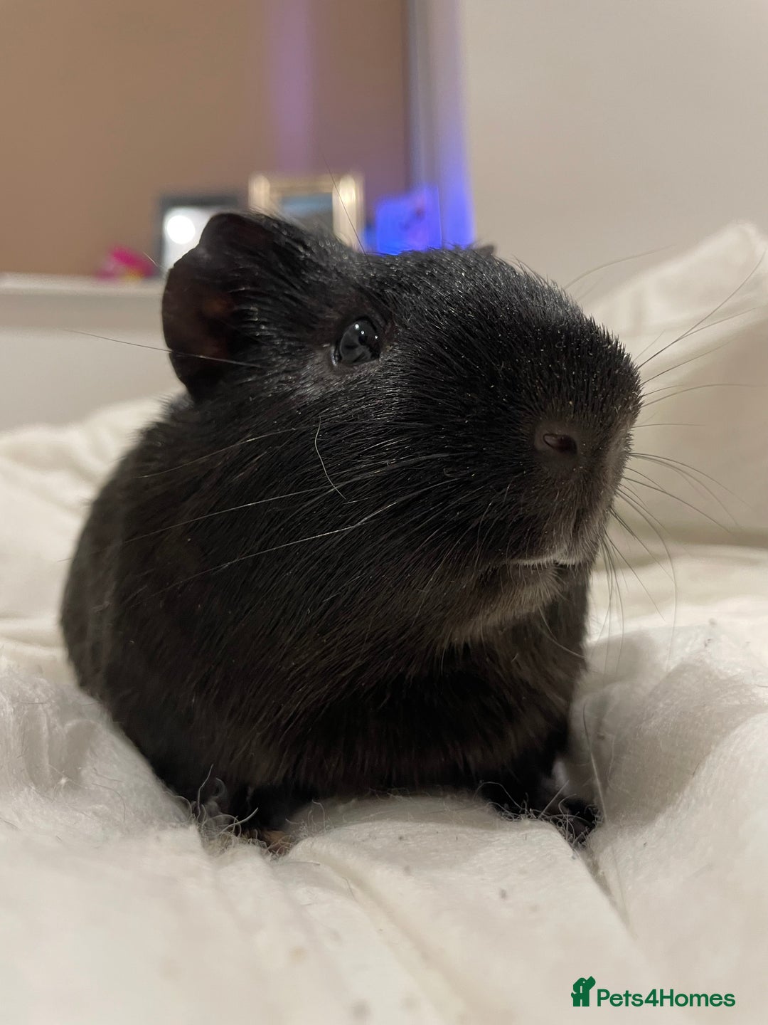 Guinea Pig rodents for sale: Storm ⛈️⛈️ - Image 1