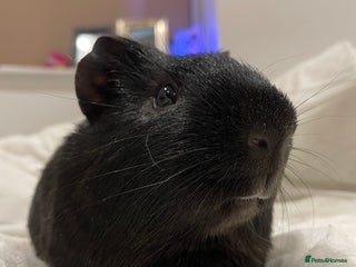 Guinea Pig rodents - Advert 36